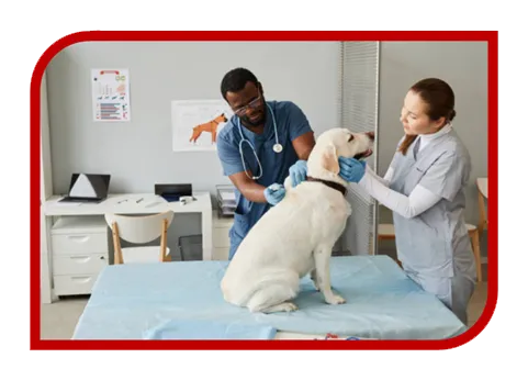 Criação de Site Profissional para Clínica Veterinária