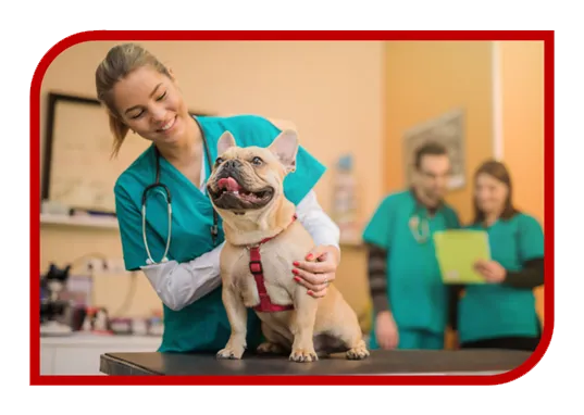 Criação de Site Profissional para Veterinário
